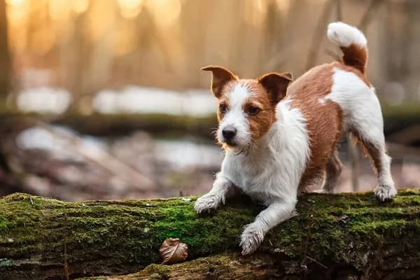 Ormanda yosun kaplı bir kütüğün üzerinde duran kahverengi ve beyaz küçük bir köpek.